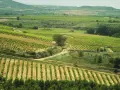 Extenso terreno rústico con viñedos en terrazas y campos de cultivo, bajo un cielo nublado.