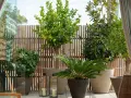Terraza con árboles mediterráneos en macetas, como un limonero y un magnolio, con vallas de madera y cortinas.