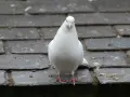Paloma blanca sobre tejas grises. Si te preguntas como limpiar caca de paloma en terraza, esta imagen te recuerda por qué.