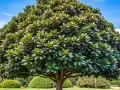 Magnífico árbol frondoso, ideal como uno de los árboles para jardín, con un tronco robusto y follaje verde intenso bajo un cielo azul con nubes.