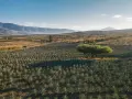 Campo de agave bajo un cielo azul, con montañas al fondo. Un árbol solitario proyecta sombra sobre las plantas. Imagina cómo se calcula el justiprecio de una finca así.