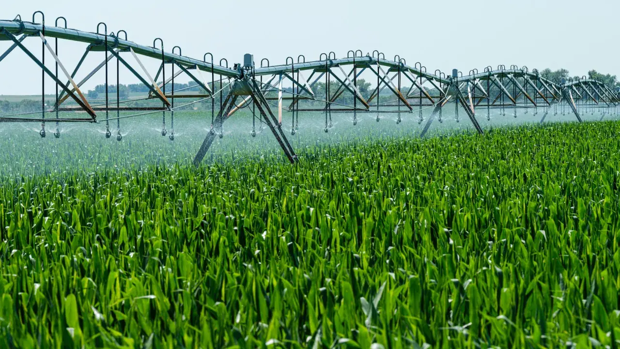 Sistema de riego automático sobre un campo de maíz verde. Un agricultor busca información sobre como legalizar un pozo ya hecho para optimizar el riego.