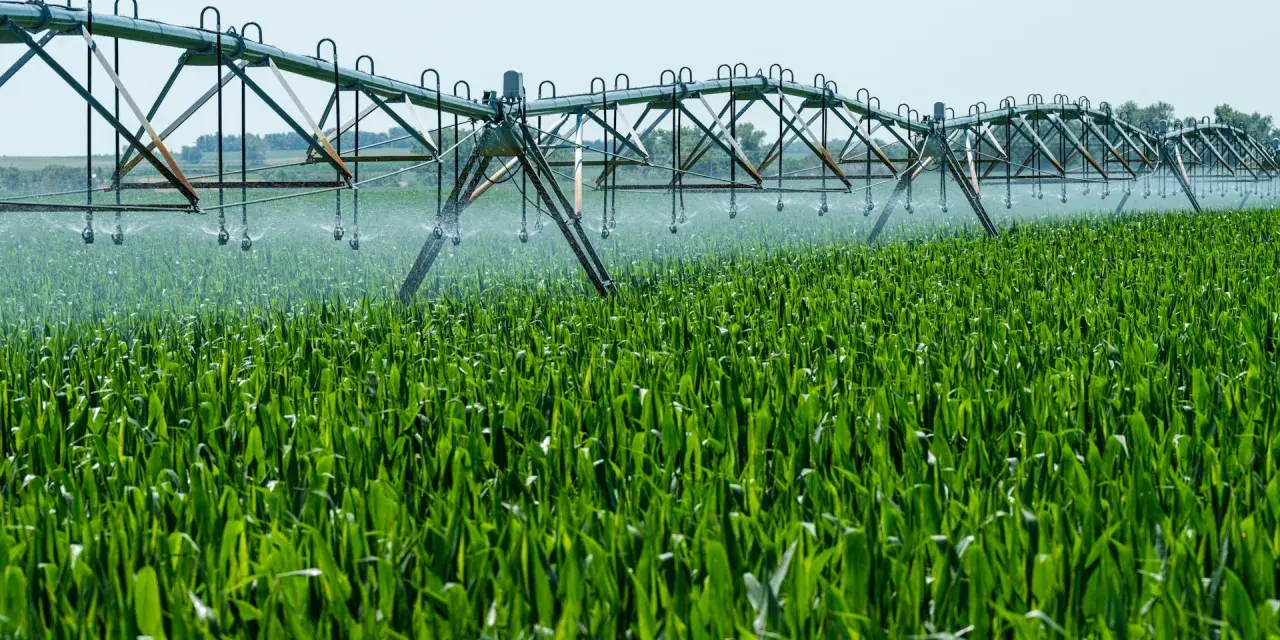 Sistema de riego automático sobre un campo de maíz verde. Un agricultor busca información sobre como legalizar un pozo ya hecho para optimizar el riego.