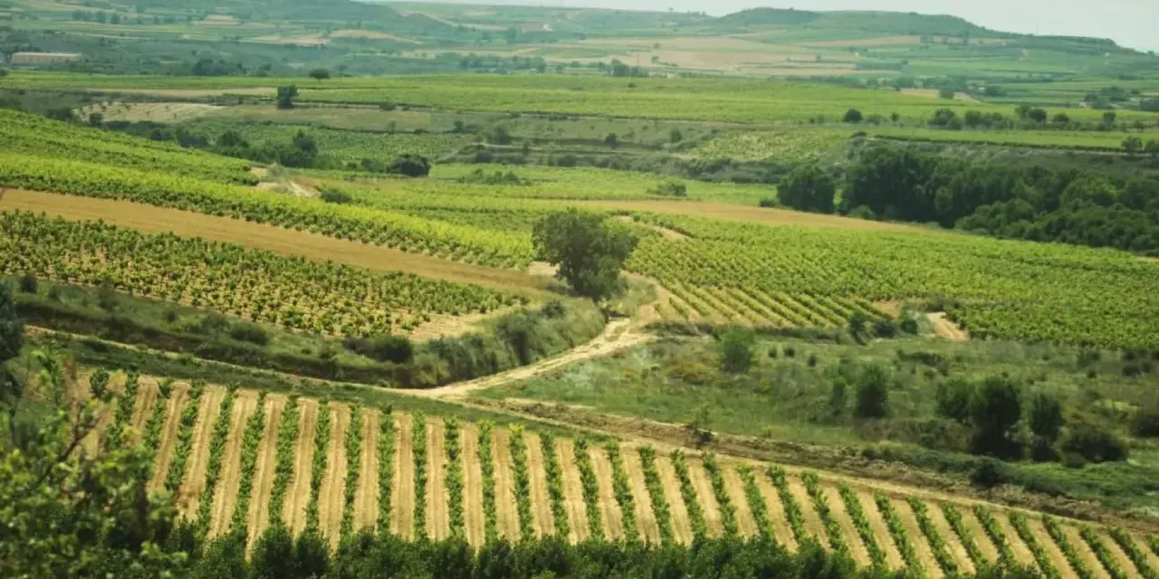 Extenso terreno rústico con viñedos en terrazas y campos de cultivo, bajo un cielo nublado.