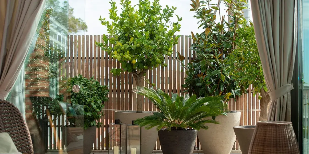 Terraza con árboles mediterráneos en macetas, como un limonero y un magnolio, con vallas de madera y cortinas.