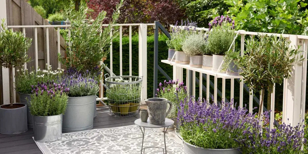 Balcón con lavanda y olivos, creando un ambiente agradable y natural. Estas plantas aromáticas son excelentes **exterior plantas antimosquitos**.