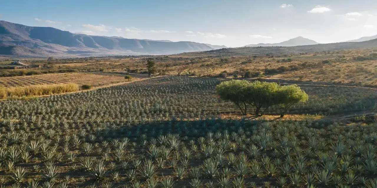 Campo de agave bajo un cielo azul, con montañas al fondo. Un árbol solitario proyecta sombra sobre las plantas. Imagina cómo se calcula el justiprecio de una finca así.