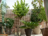 Terraza con árboles mediterráneos en macetas, como un limonero y un magnolio, con vallas de madera y cortinas.