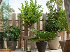 Terraza con árboles mediterráneos en macetas, como un limonero y un magnolio, con vallas de madera y cortinas.