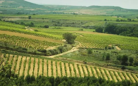 Extenso terreno rústico con viñedos en terrazas y campos de cultivo, bajo un cielo nublado.