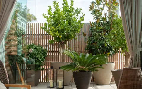 Terraza con árboles mediterráneos en macetas, como un limonero y un magnolio, con vallas de madera y cortinas.