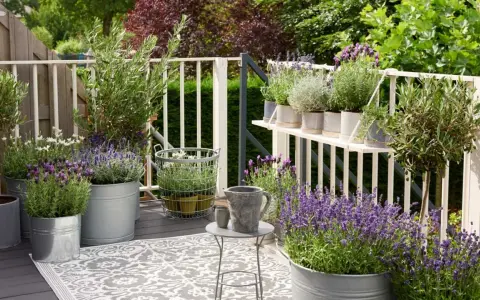 Balcón con lavanda y olivos, creando un ambiente agradable y natural. Estas plantas aromáticas son excelentes **exterior plantas antimosquitos**.
