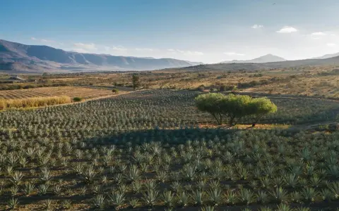 Campo de agave bajo un cielo azul, con montañas al fondo. Un árbol solitario proyecta sombra sobre las plantas. Imagina cómo se calcula el justiprecio de una finca así.
