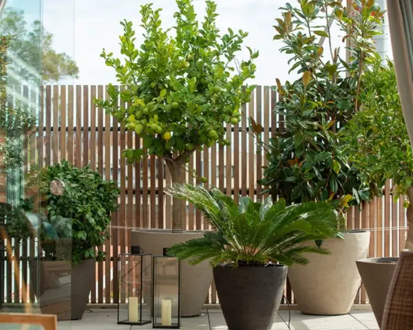 Terraza con árboles mediterráneos en macetas, como un limonero y un magnolio, con vallas de madera y cortinas.