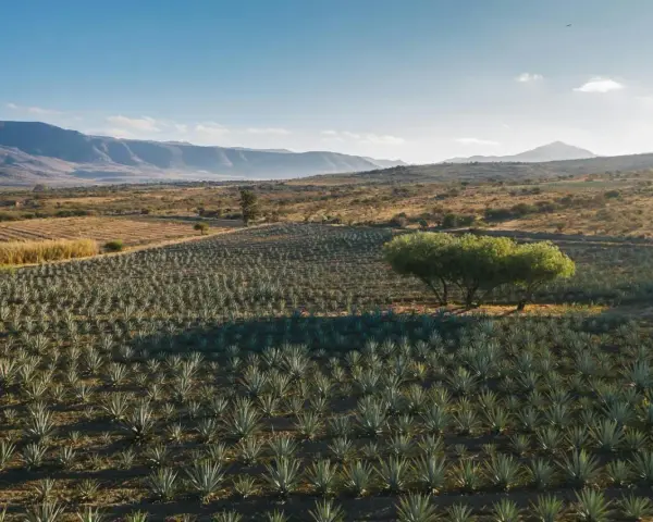 Campo de agave bajo un cielo azul, con montañas al fondo. Un árbol solitario proyecta sombra sobre las plantas. Imagina cómo se calcula el justiprecio de una finca así.