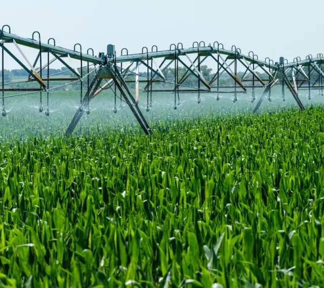 Sistema de riego automático sobre un campo de maíz verde. Un agricultor busca información sobre como legalizar un pozo ya hecho para optimizar el riego.