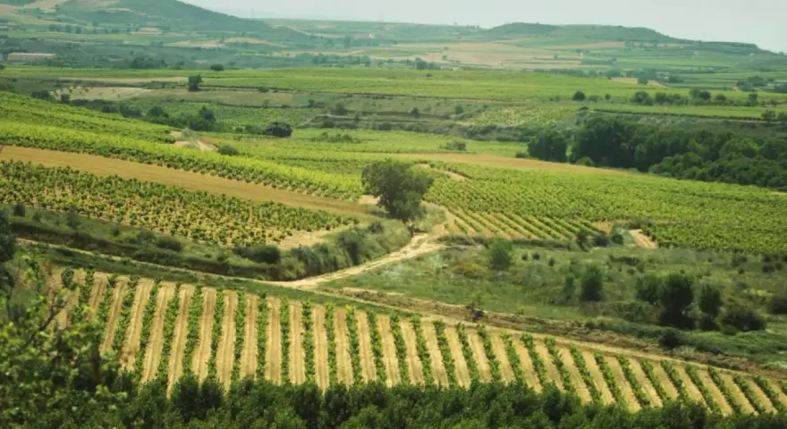 Extenso terreno rústico con viñedos en terrazas y campos de cultivo, bajo un cielo nublado.