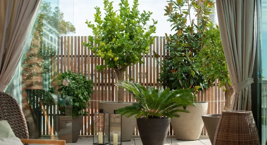 Terraza con árboles mediterráneos en macetas, como un limonero y un magnolio, con vallas de madera y cortinas.