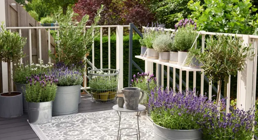 Balcón con lavanda y olivos, creando un ambiente agradable y natural. Estas plantas aromáticas son excelentes **exterior plantas antimosquitos**.
