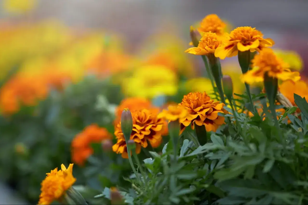 Flores naranjas y amarillas vibrantes, algunas con capullos, en un jardín exterior. Estas plantas antimosquitos añaden color y protección.