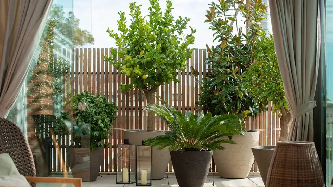 Variedad de &aacute;rboles para jard&iacute;n en macetas, incluyendo un limonero cargado de frutos y plantas frondosas, creando un oasis verde en un balc&oacute;n.