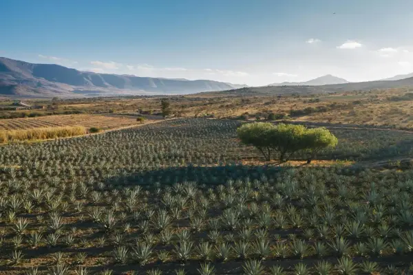 Campo de agave bajo un cielo azul, con montañas al fondo. Un árbol solitario proyecta sombra sobre las plantas. Imagina cómo se calcula el justiprecio de una finca así.