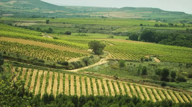 Extenso terreno rústico con viñedos en terrazas y campos de cultivo, bajo un cielo nublado.