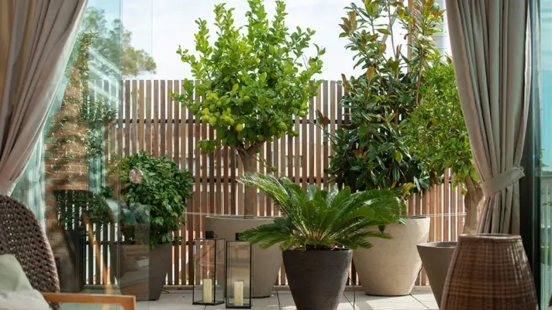 Terraza con árboles mediterráneos en macetas, como un limonero y un magnolio, con vallas de madera y cortinas.